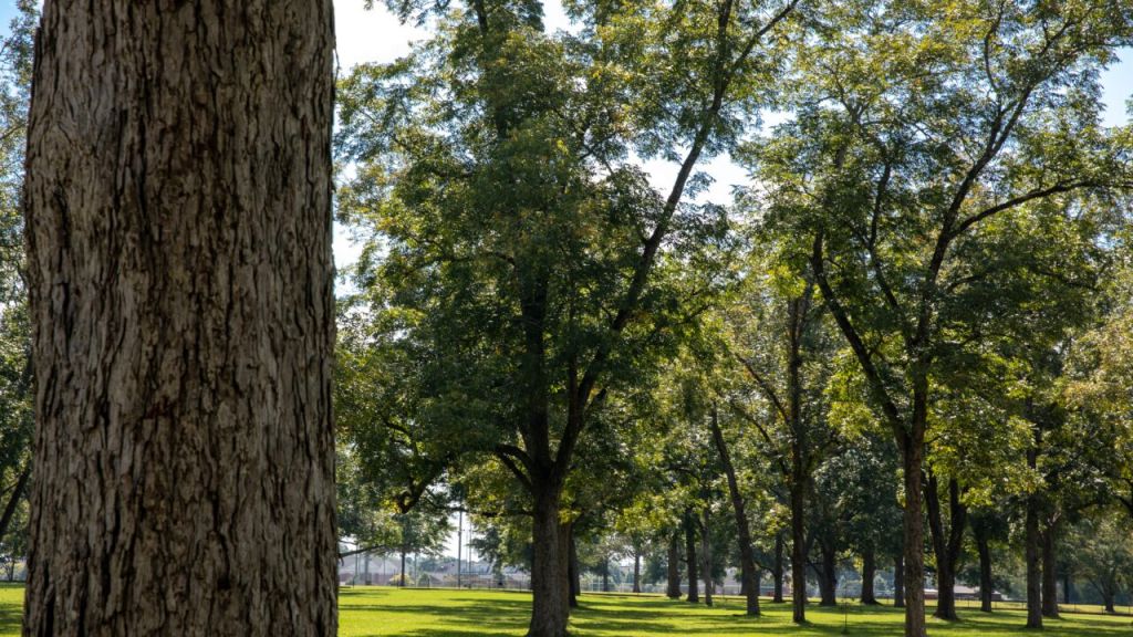 Urban Forest Tree Tour Showcases UA Trees